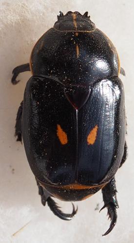 Rutela lineola